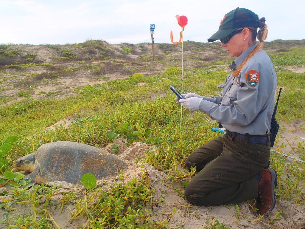 Three Kemps Ridley Turtle Nests in Friends of Padre Adopted Beach 7/25/2016