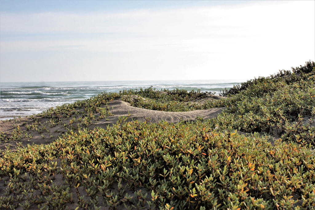 Friends of Padre Beach Report 11/22/2017